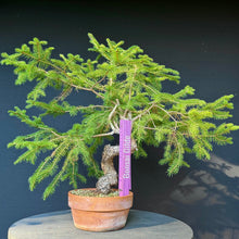 Lade das Bild in den Galerie-Viewer, Fichte / Picea abies
