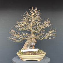 Lade das Bild in den Galerie-Viewer, Bonsai Dreispitzahorn auf Stein / Acer Burgerianum auf Stein
