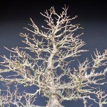 Lade das Bild in den Galerie-Viewer, Bonsai Dreispitzahorn auf Stein / Acer Burgerianum auf Stein
