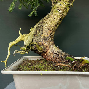 Yamadori Fichte / Picea abies