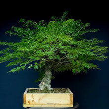Lade das Bild in den Galerie-Viewer, Japanischer Fächerahorn / Acer palmatum „arakawa“
