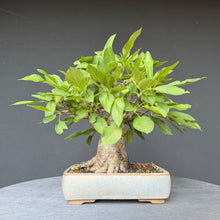 Lade das Bild in den Galerie-Viewer, Apfel / Malus jana
