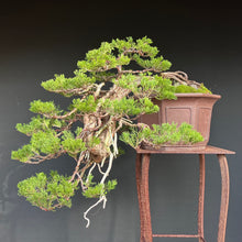 Lade das Bild in den Galerie-Viewer, Sabina Wacholder Kaskade / Juniperus sabina
