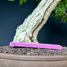 Lade das Bild in den Galerie-Viewer, Blauregen / Wisteria
