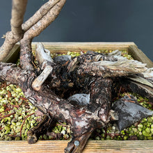 Lade das Bild in den Galerie-Viewer, Bergkiefer / Pinus mugo
