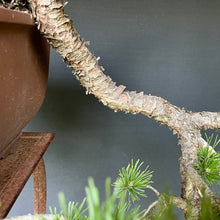 Lade das Bild in den Galerie-Viewer, Bergkiefer / Pinus mugo

