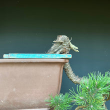 Lade das Bild in den Galerie-Viewer, Bergkiefer / Pinus mugo
