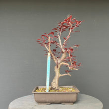 Lade das Bild in den Galerie-Viewer, Blutpflaume / Prunus cerasifera nigra
