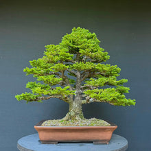 Lade das Bild in den Galerie-Viewer, Ajan-Fichte / Picea jezoensis

