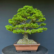 Lade das Bild in den Galerie-Viewer, Ajan-Fichte / Picea jezoensis
