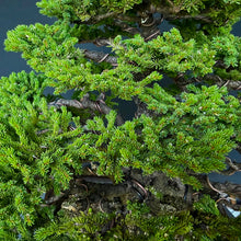 Lade das Bild in den Galerie-Viewer, Ajan-Fichte / Picea jezoensis

