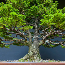 Lade das Bild in den Galerie-Viewer, Ajan-Fichte / Picea jezoensis
