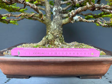 Lade das Bild in den Galerie-Viewer, Ajan-Fichte / Picea jezoensis
