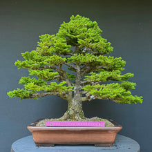 Lade das Bild in den Galerie-Viewer, Ajan-Fichte / Picea jezoensis

