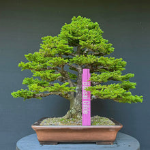 Lade das Bild in den Galerie-Viewer, Ajan-Fichte / Picea jezoensis
