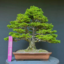 Lade das Bild in den Galerie-Viewer, Ajan-Fichte / Picea jezoensis
