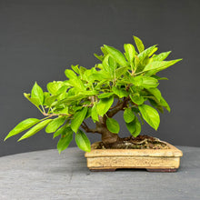 Lade das Bild in den Galerie-Viewer, Apfel / Malus jana
