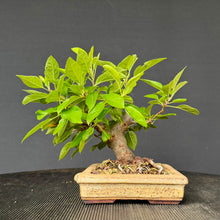 Lade das Bild in den Galerie-Viewer, Apfel / Malus jana
