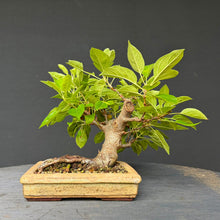 Lade das Bild in den Galerie-Viewer, Apfel / Malus jana
