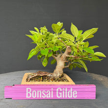 Lade das Bild in den Galerie-Viewer, Apfel / Malus jana
