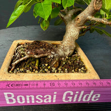 Lade das Bild in den Galerie-Viewer, Apfel / Malus jana
