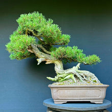 Lade das Bild in den Galerie-Viewer, Bergkiefer / Pinus mugo
