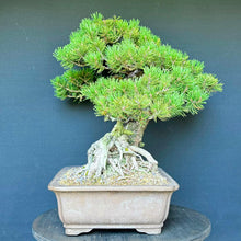 Lade das Bild in den Galerie-Viewer, Bergkiefer / Pinus mugo
