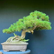 Lade das Bild in den Galerie-Viewer, Bergkiefer / Pinus mugo
