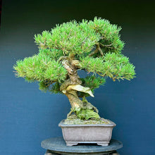 Lade das Bild in den Galerie-Viewer, Bergkiefer / Pinus mugo
