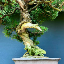 Lade das Bild in den Galerie-Viewer, Bergkiefer / Pinus mugo
