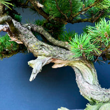 Lade das Bild in den Galerie-Viewer, Bergkiefer / Pinus mugo
