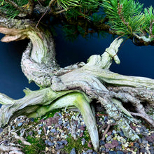 Lade das Bild in den Galerie-Viewer, Bergkiefer / Pinus mugo
