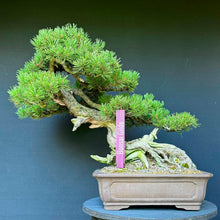 Lade das Bild in den Galerie-Viewer, Bergkiefer / Pinus mugo
