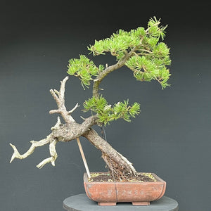 Bonsai Bergkiefer / Pinus mugo