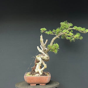 Bonsai Bergkiefer / Pinus mugo