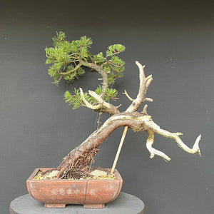 Bonsai Bergkiefer / Pinus mugo