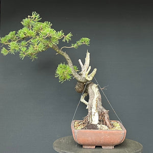 Bonsai Bergkiefer / Pinus mugo