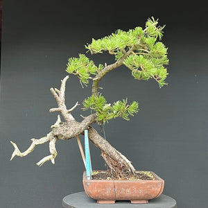 Bonsai Bergkiefer / Pinus mugo