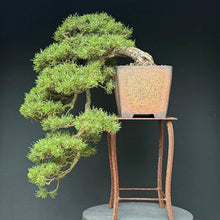 Lade das Bild in den Galerie-Viewer, Hakenkiefer / Pinus uncinata Kaskade
