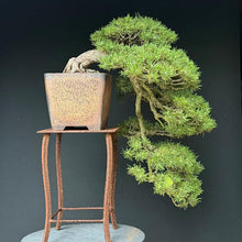 Lade das Bild in den Galerie-Viewer, Hakenkiefer / Pinus uncinata Kaskade
