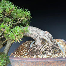 Lade das Bild in den Galerie-Viewer, Hakenkiefer / Pinus uncinata Kaskade

