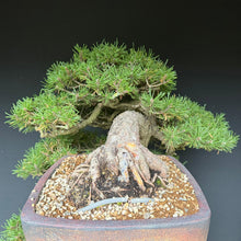 Lade das Bild in den Galerie-Viewer, Hakenkiefer / Pinus uncinata Kaskade
