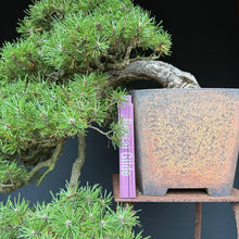 Lade das Bild in den Galerie-Viewer, Hakenkiefer / Pinus uncinata Kaskade
