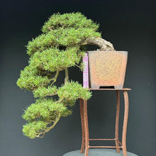 Lade das Bild in den Galerie-Viewer, Hakenkiefer / Pinus uncinata Kaskade
