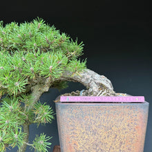 Lade das Bild in den Galerie-Viewer, Hakenkiefer / Pinus uncinata Kaskade
