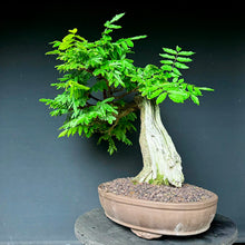 Lade das Bild in den Galerie-Viewer, Blauregen / Wisteria
