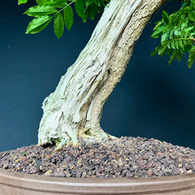 Lade das Bild in den Galerie-Viewer, Blauregen / Wisteria
