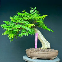 Lade das Bild in den Galerie-Viewer, Blauregen / Wisteria
