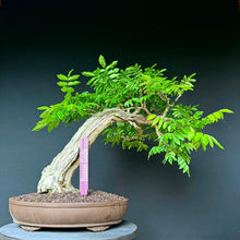 Lade das Bild in den Galerie-Viewer, Blauregen / Wisteria
