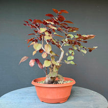 Lade das Bild in den Galerie-Viewer, Blutpflaume / Prunus cerasifera nigra
